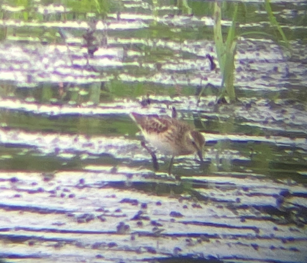 Calidris sp. - ML622051158