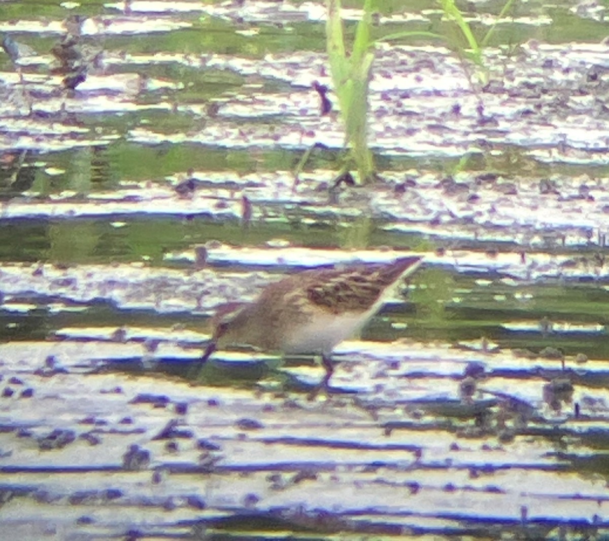 Calidris sp. - ML622051159