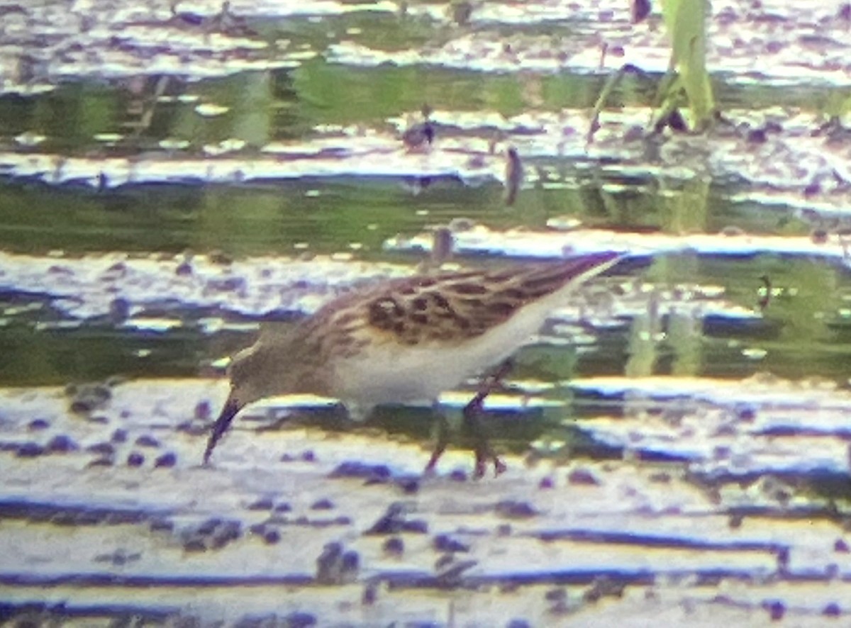 Calidris sp. - Victor Chen