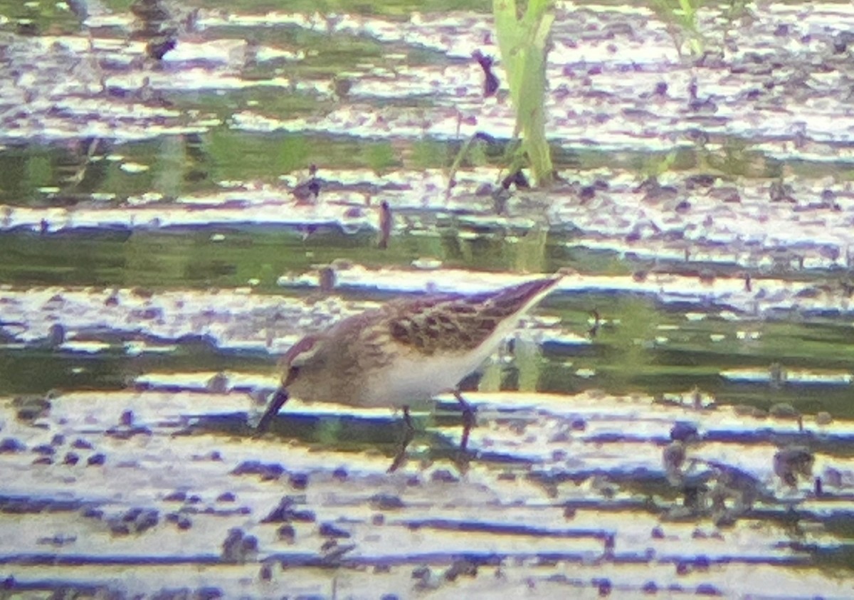 Calidris sp. - ML622051161