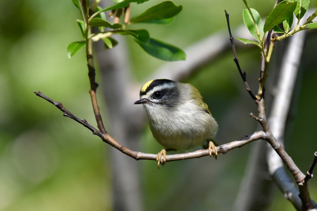 Golden-crowned Kinglet - ML622051162