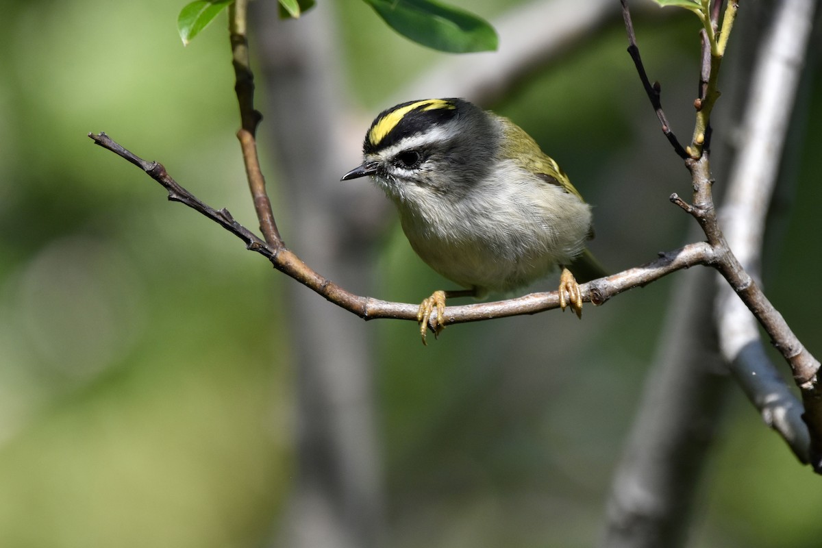 Golden-crowned Kinglet - ML622051163