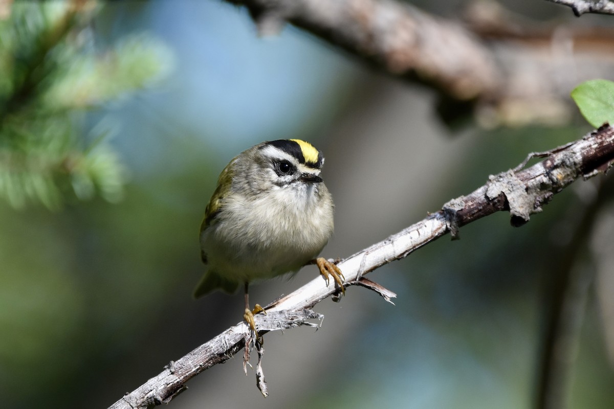 Golden-crowned Kinglet - ML622051164