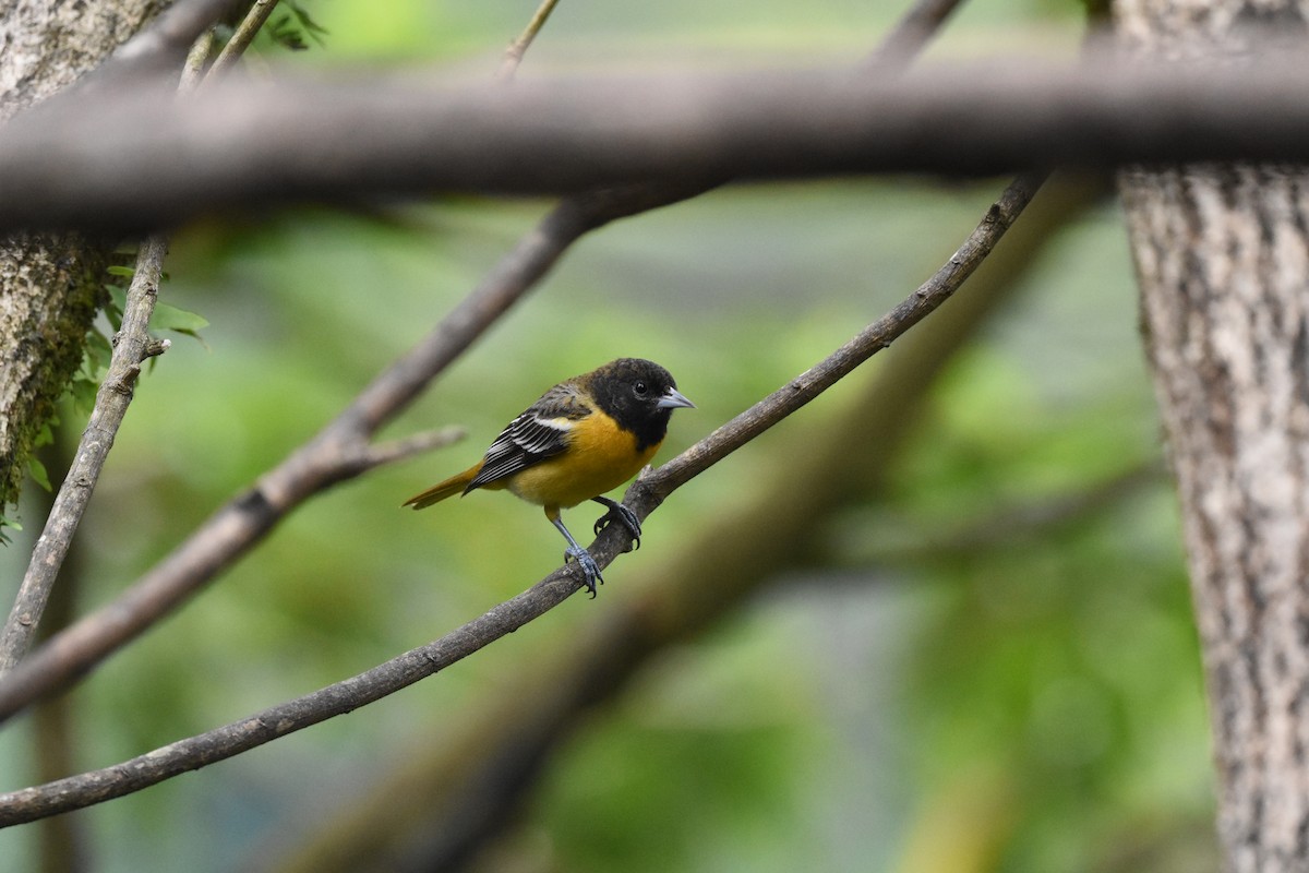 Baltimore Oriole - ML622051165