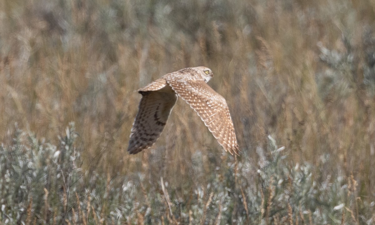 Burrowing Owl - ML622051166