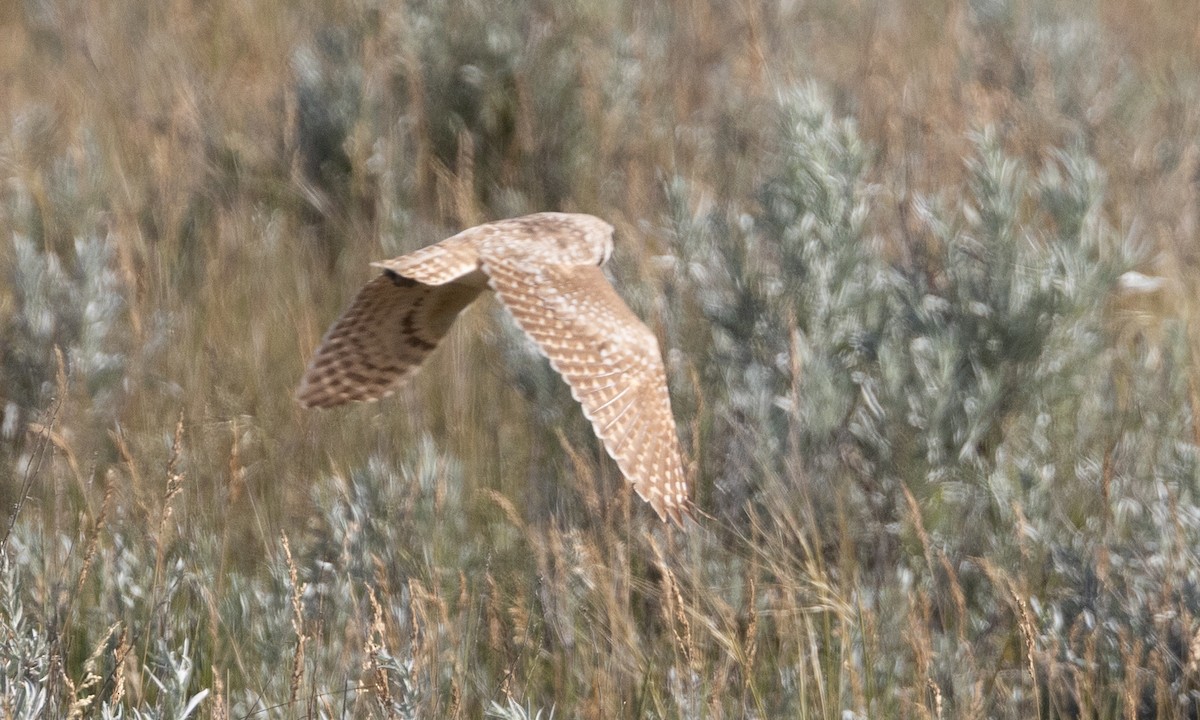 Burrowing Owl - ML622051167