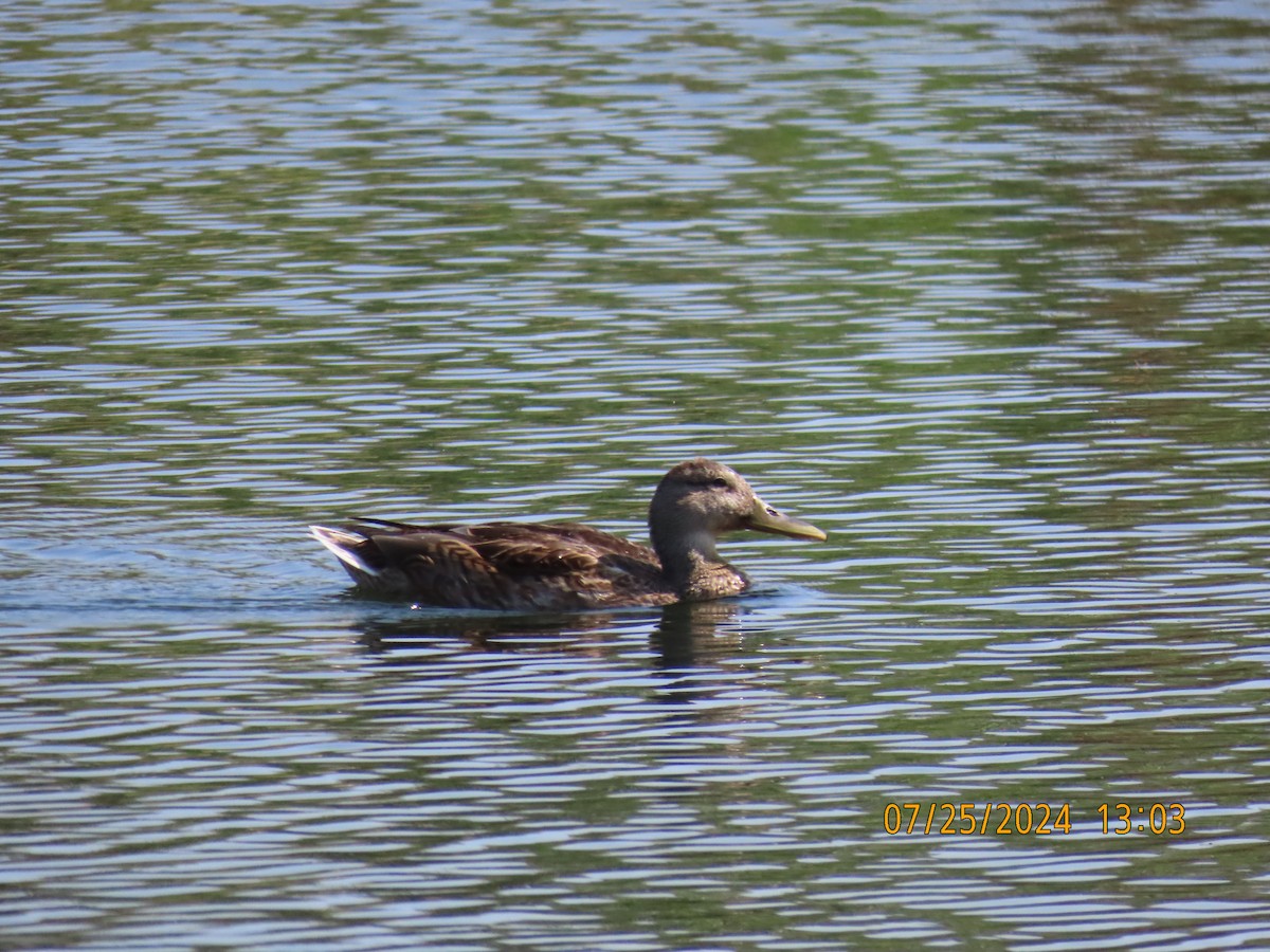 Mallard - Ed Wallace