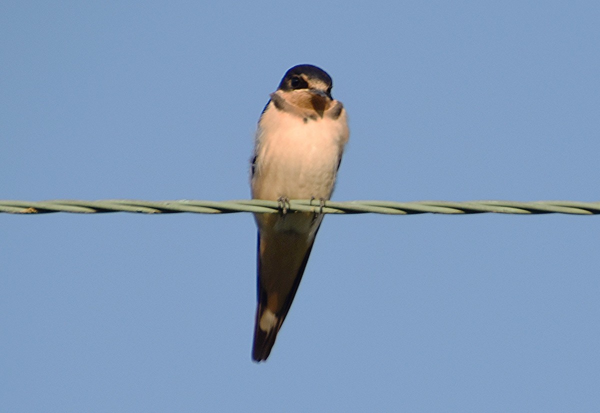 Barn Swallow - ML622051174