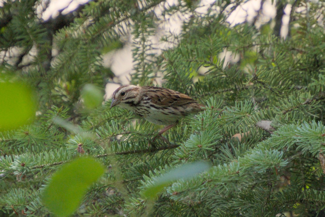 Song Sparrow - ML622051176