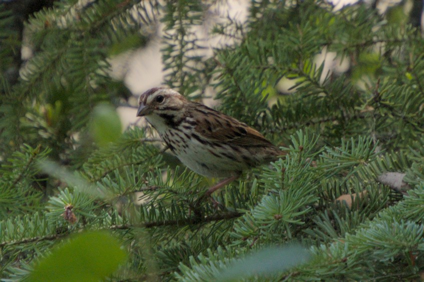 Song Sparrow - ML622051177