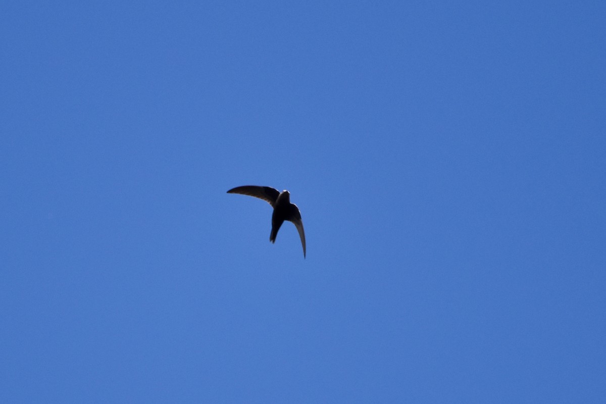 Black Swift - ML622051179