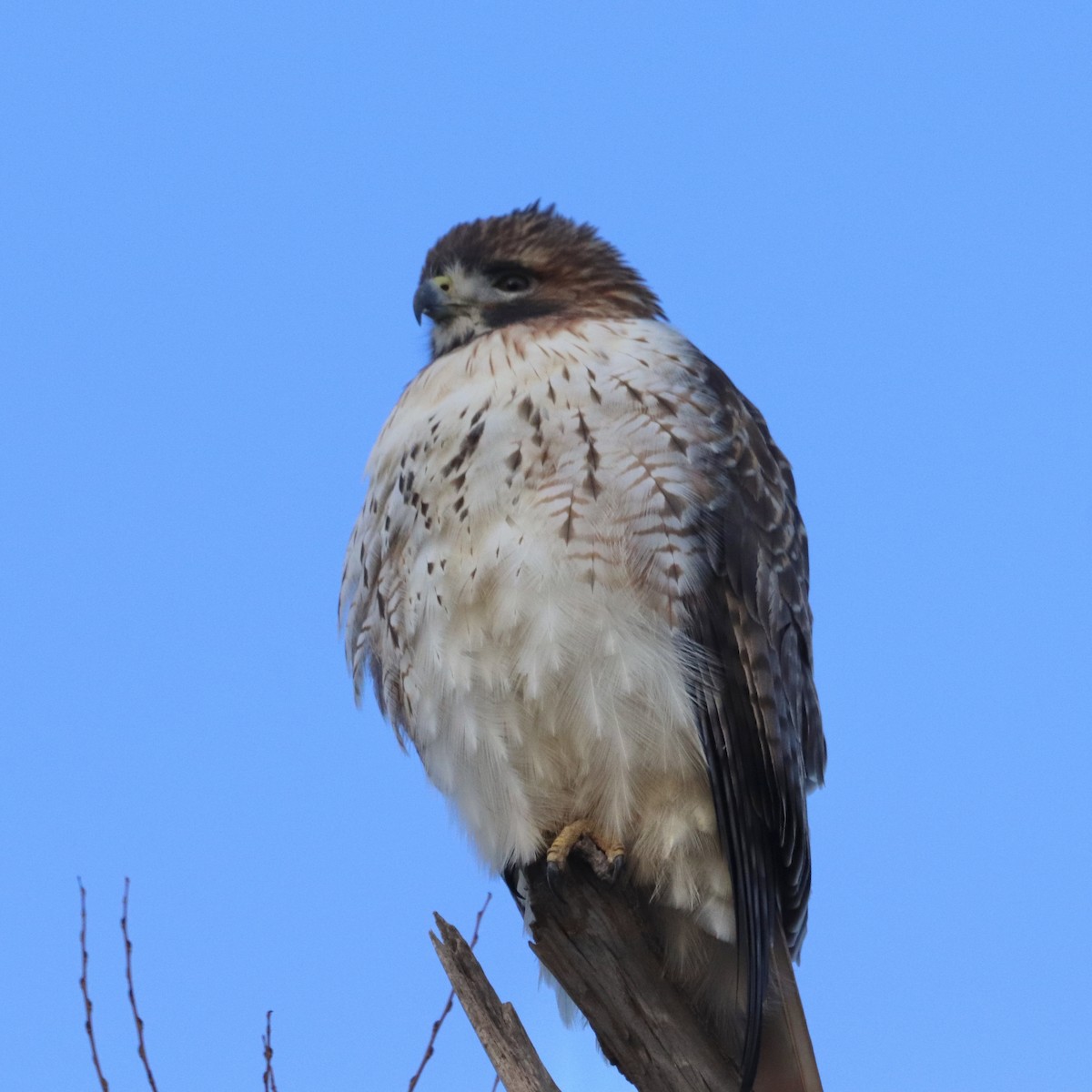 Rotschwanzbussard - ML622051180