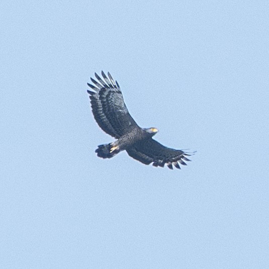 Crested Serpent-Eagle - ML622051181