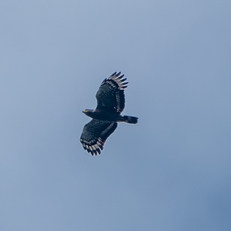 Crested Serpent-Eagle - ML622051182