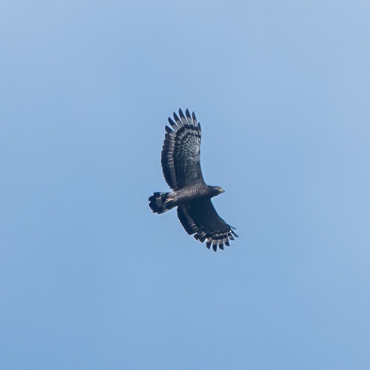 Crested Serpent-Eagle - ML622051183