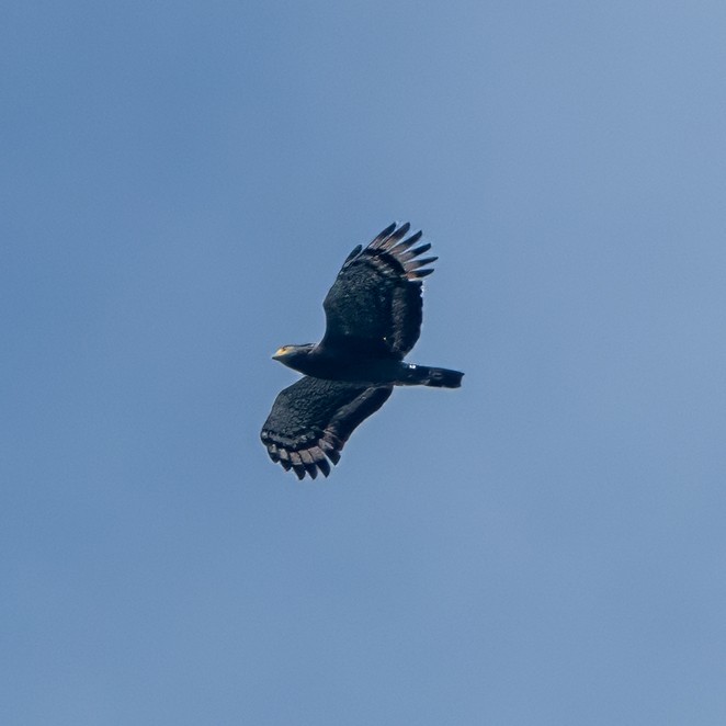 Crested Serpent-Eagle - ML622051184