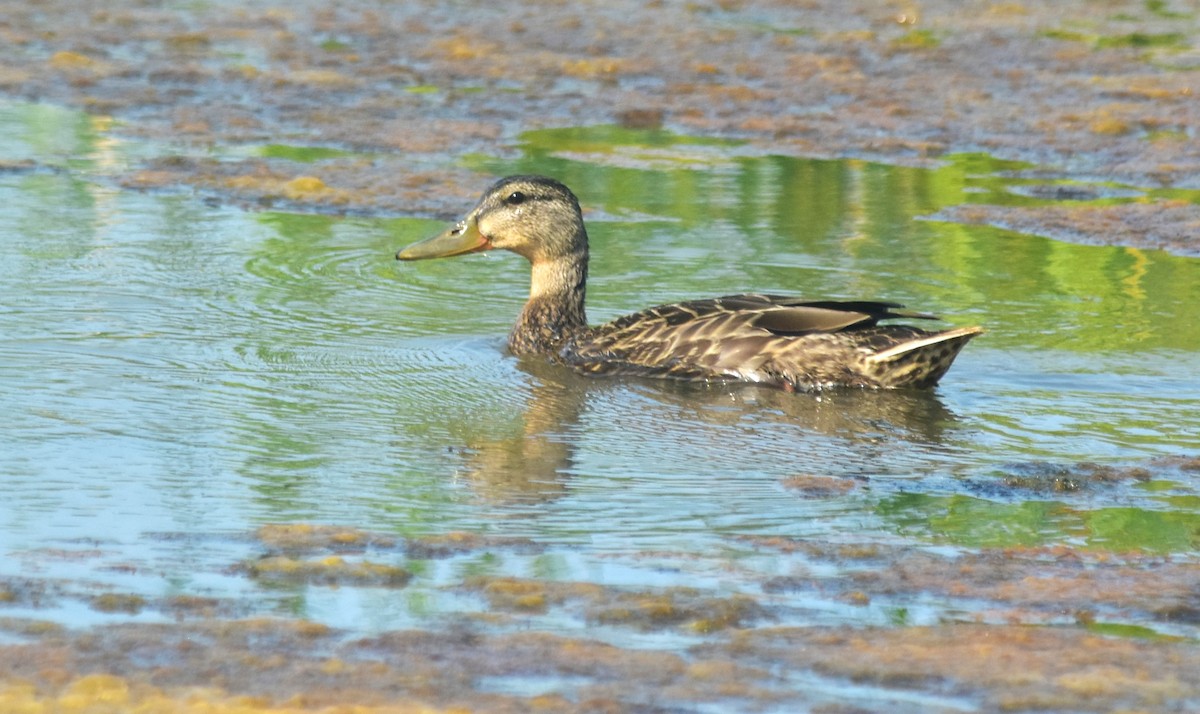 Mallard - Robert Lange