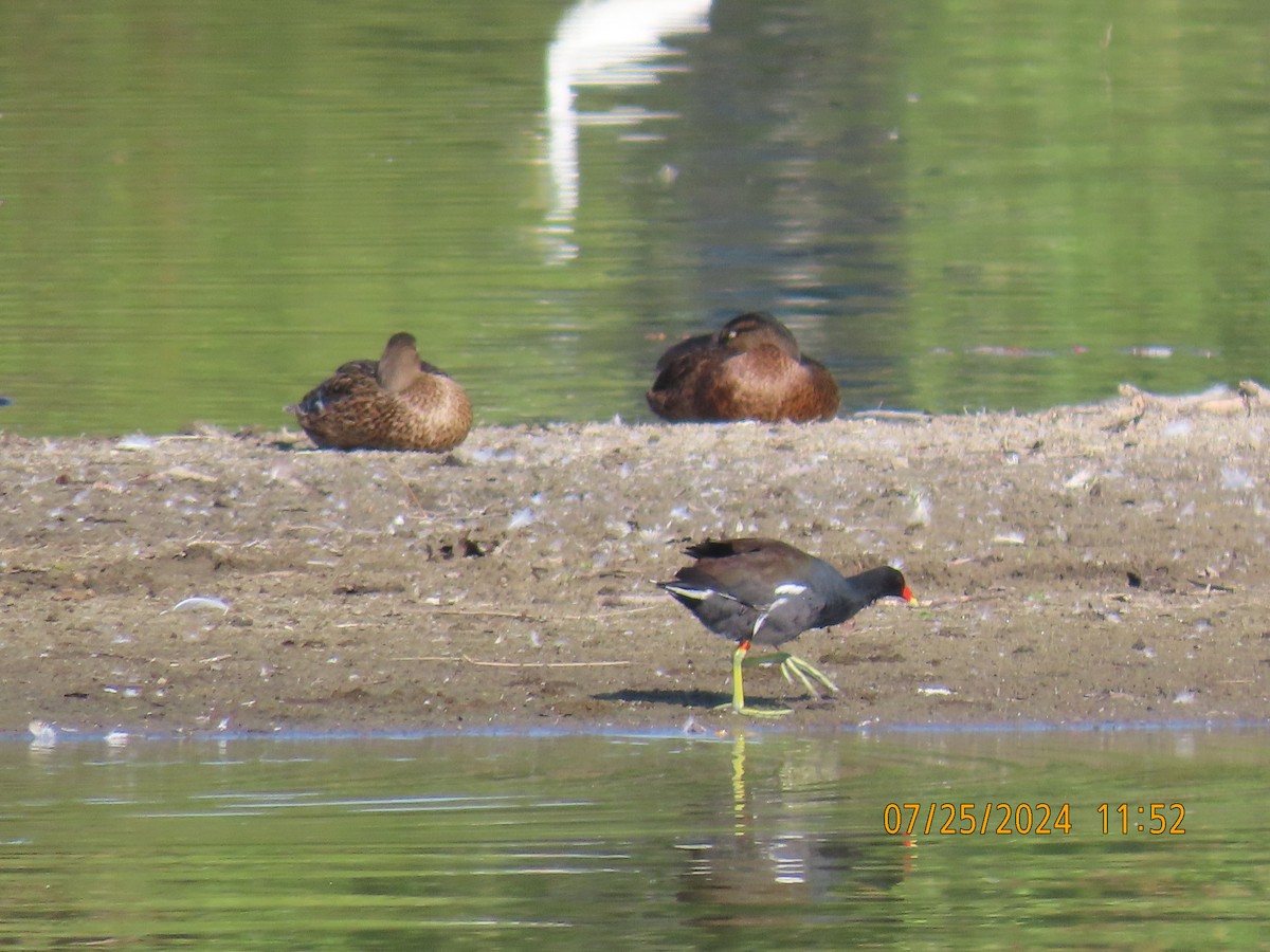 Common Gallinule - Ed Wallace