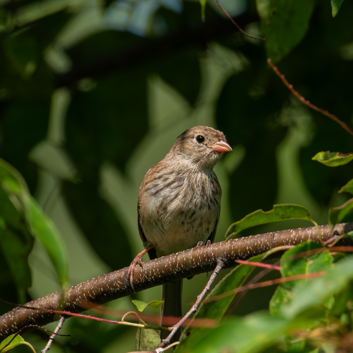 Field Sparrow - ML622051204