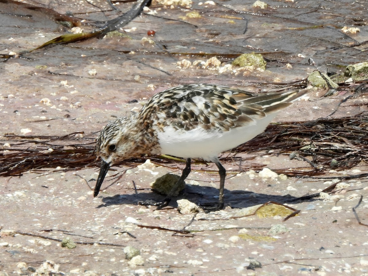 Sanderling - Shelley Rutkin