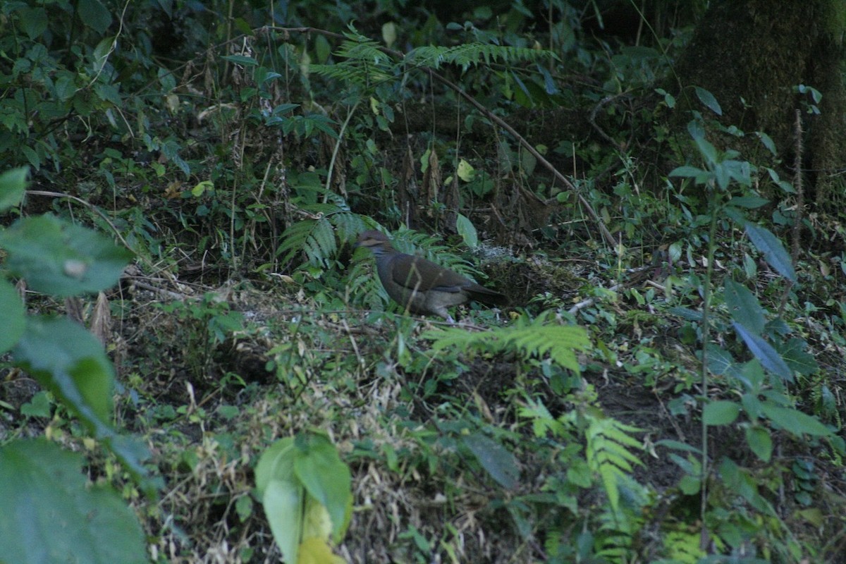 White-throated Quail-Dove - ML622051209