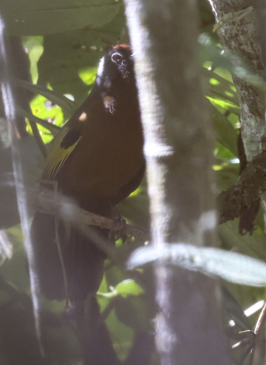 Malayan Laughingthrush - ML622051215