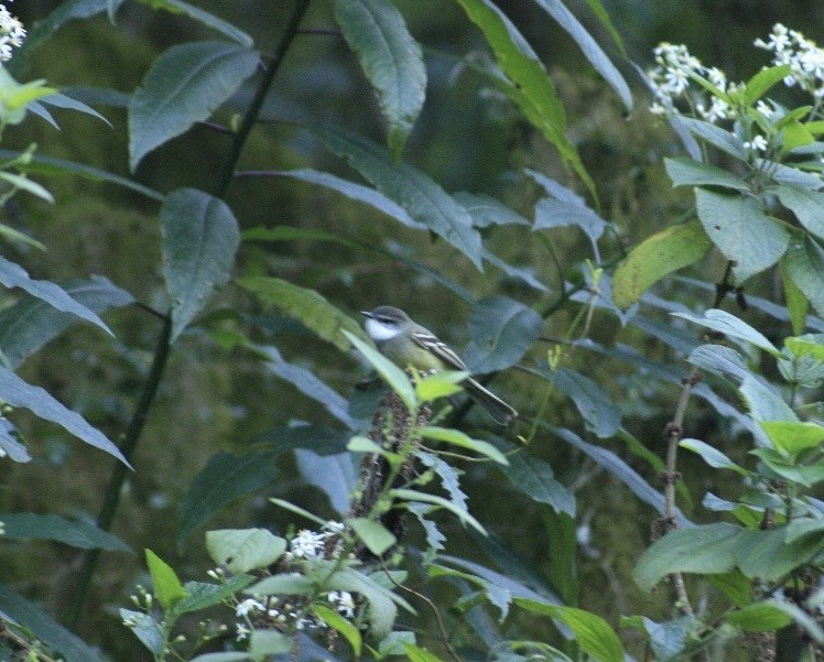 White-throated Tyrannulet - ML622051217