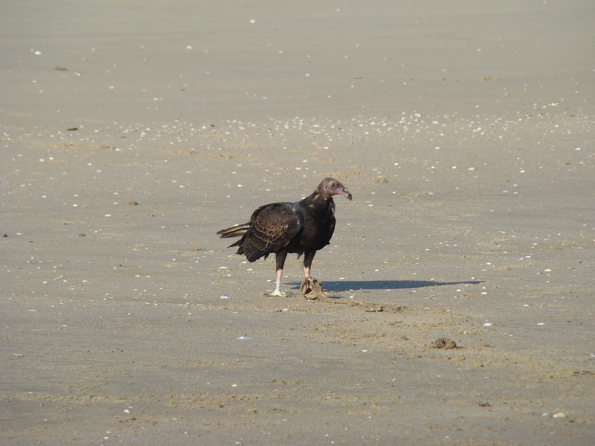 Turkey Vulture - ML622051230