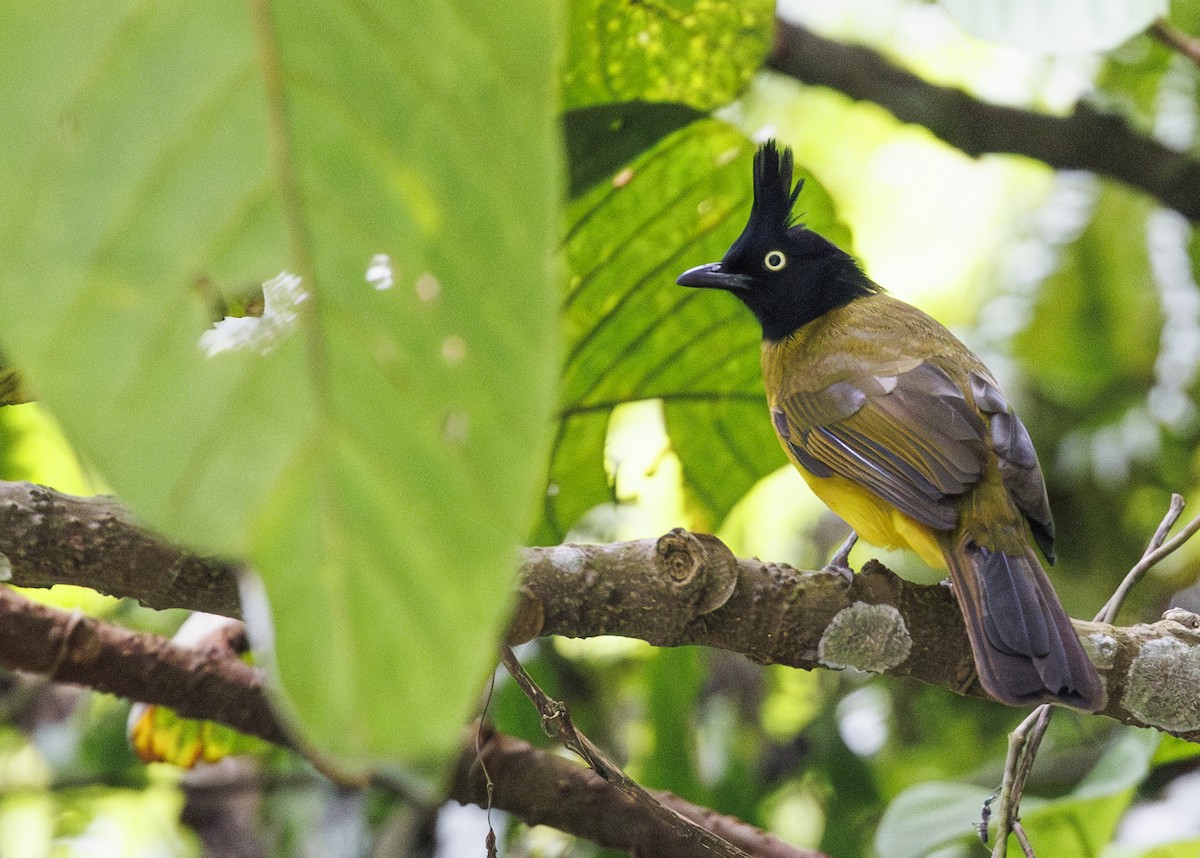 Black-crested Bulbul - Jason Vassallo