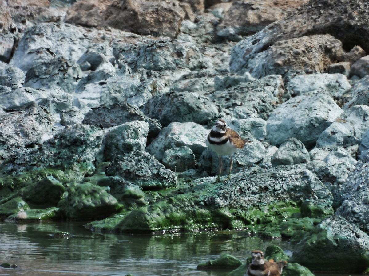 Killdeer - Amanda Maduko