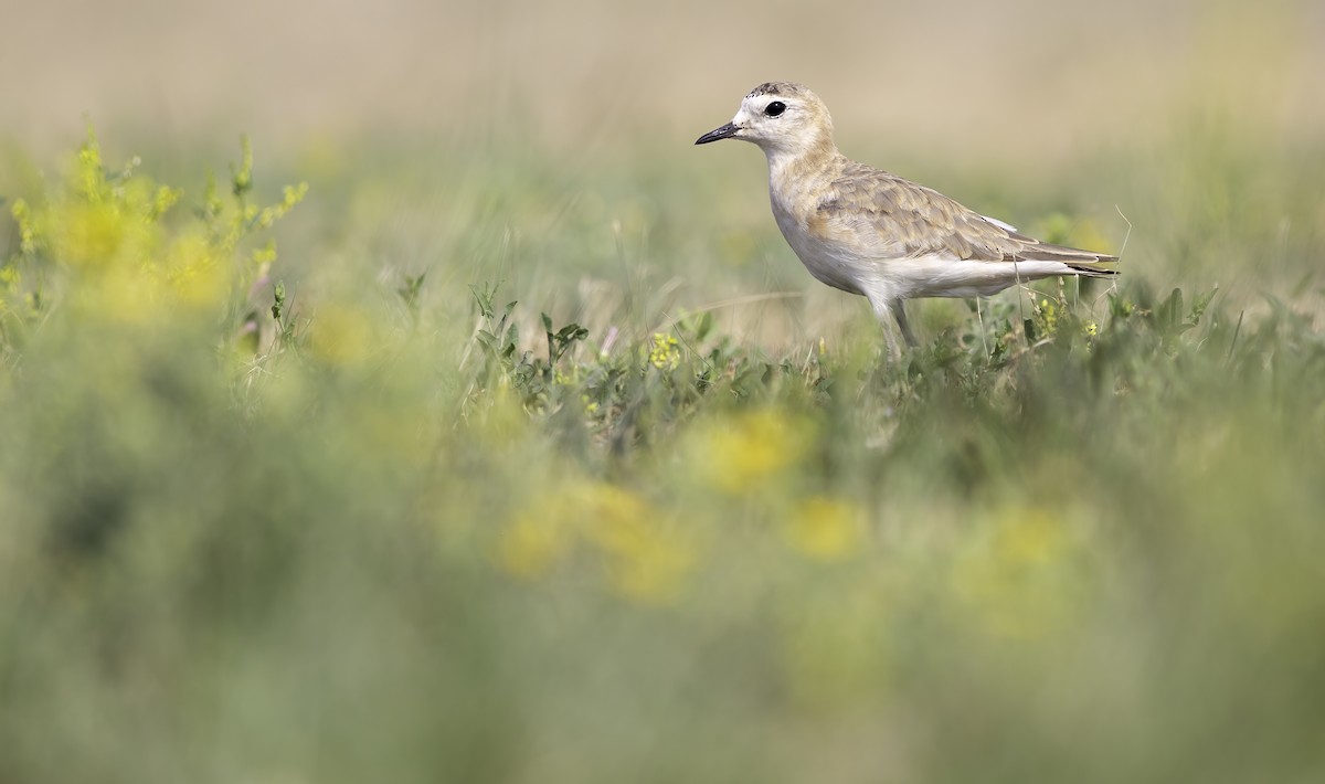 Mountain Plover - ML622051250