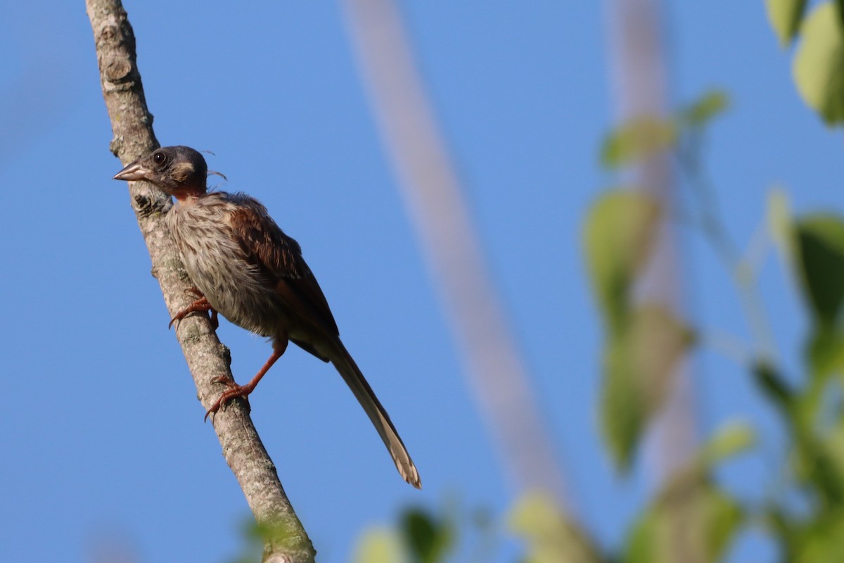 Song Sparrow - Jo VerMulm