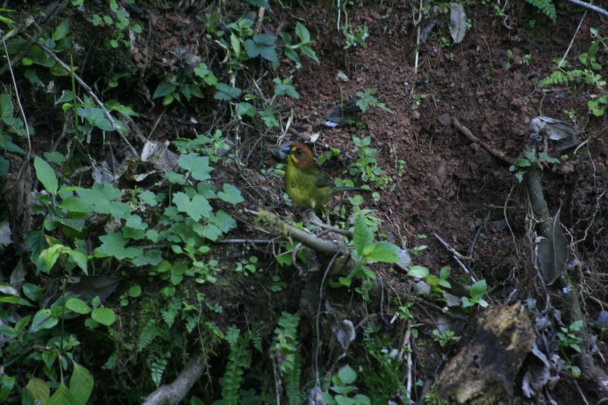 Fulvous-headed Brushfinch - ML622051252