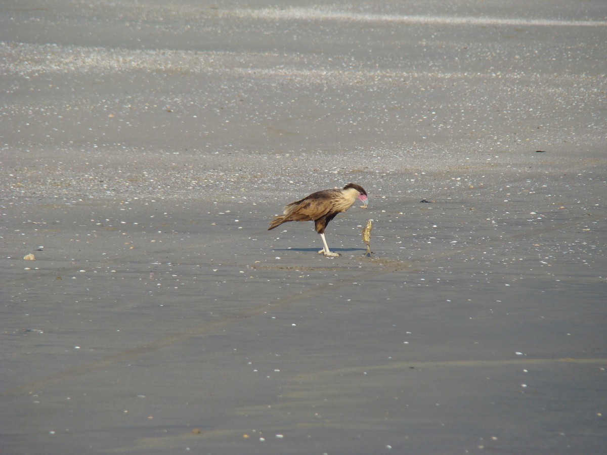 Crested Caracara - ML622051254