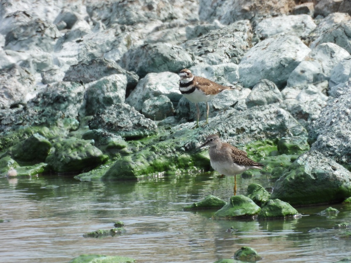 gulbeinsnipe - ML622051263