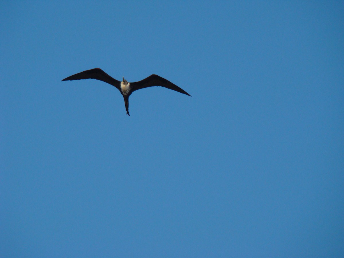 Magnificent Frigatebird - ML622051270