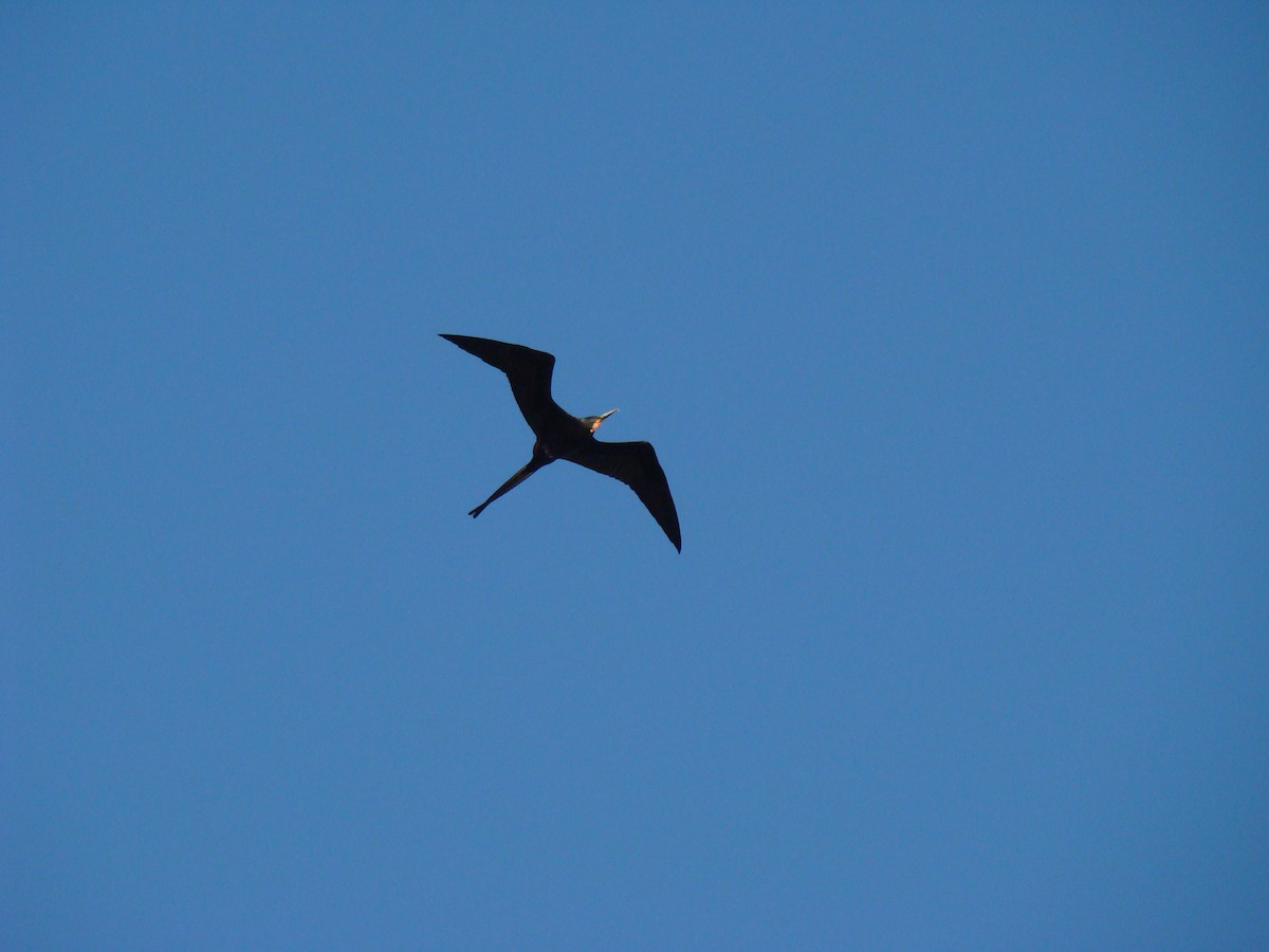 Magnificent Frigatebird - ML622051271