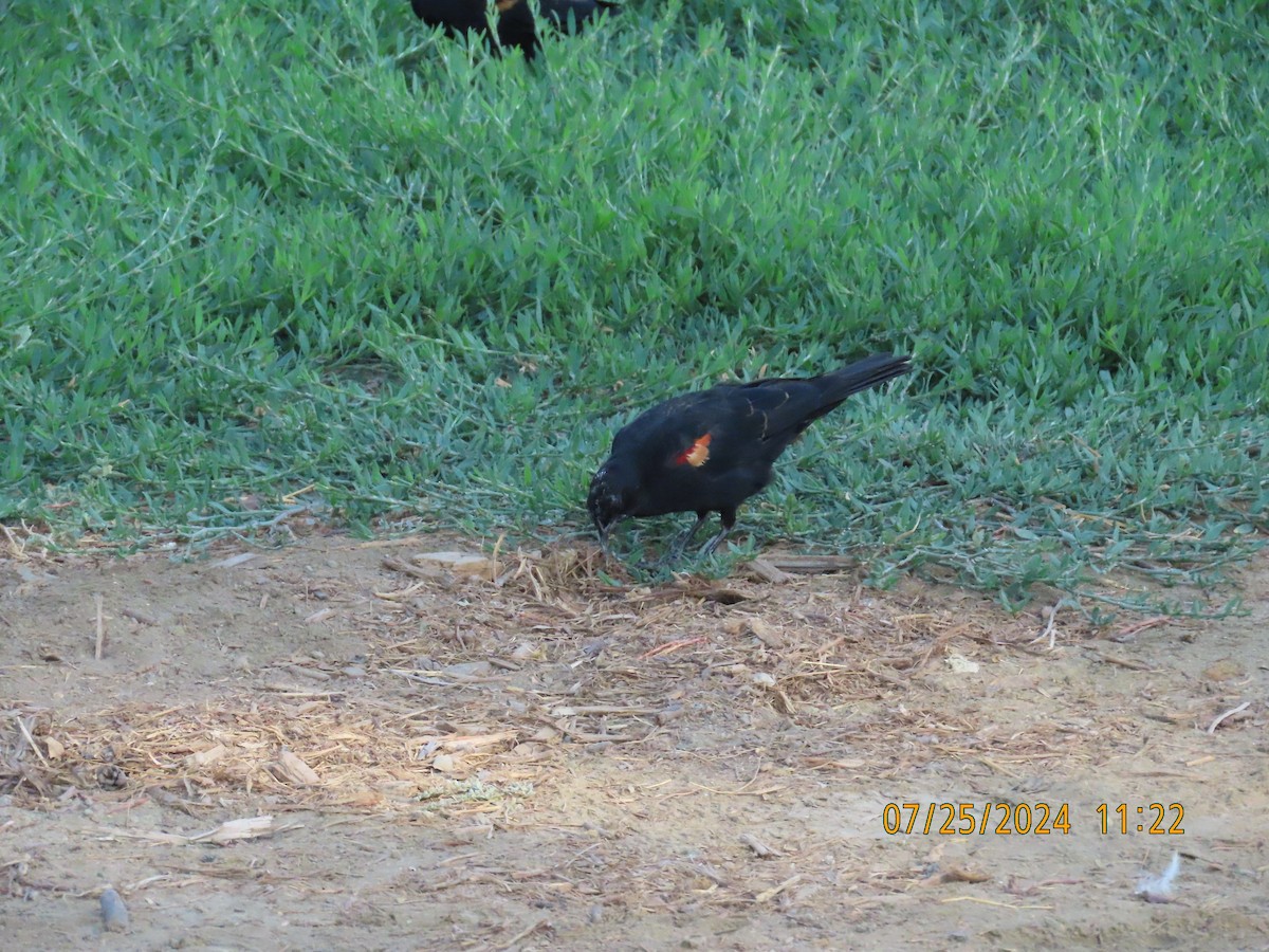 Tricolored Blackbird - Ed Wallace