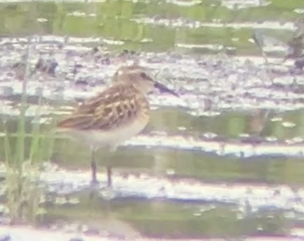 Calidris sp. - ML622051275