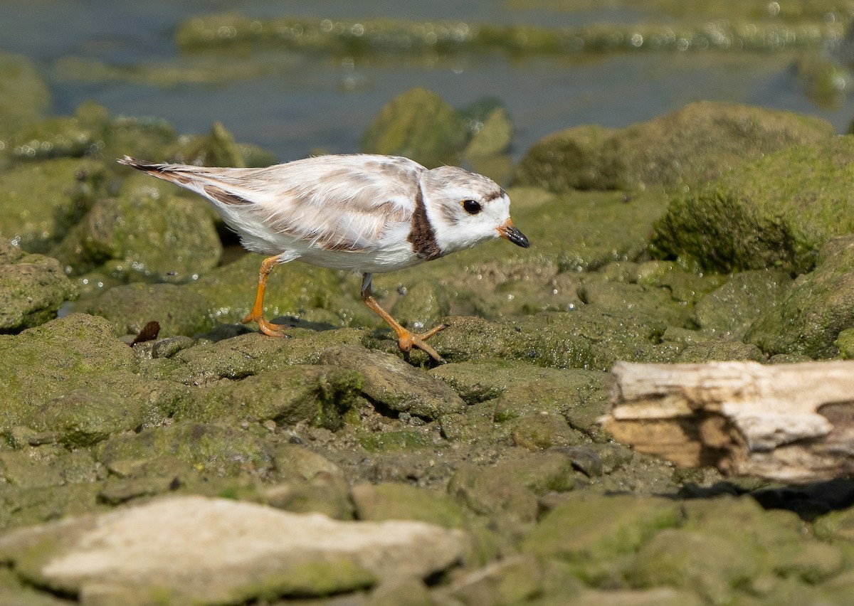Piping Plover - ML622051287