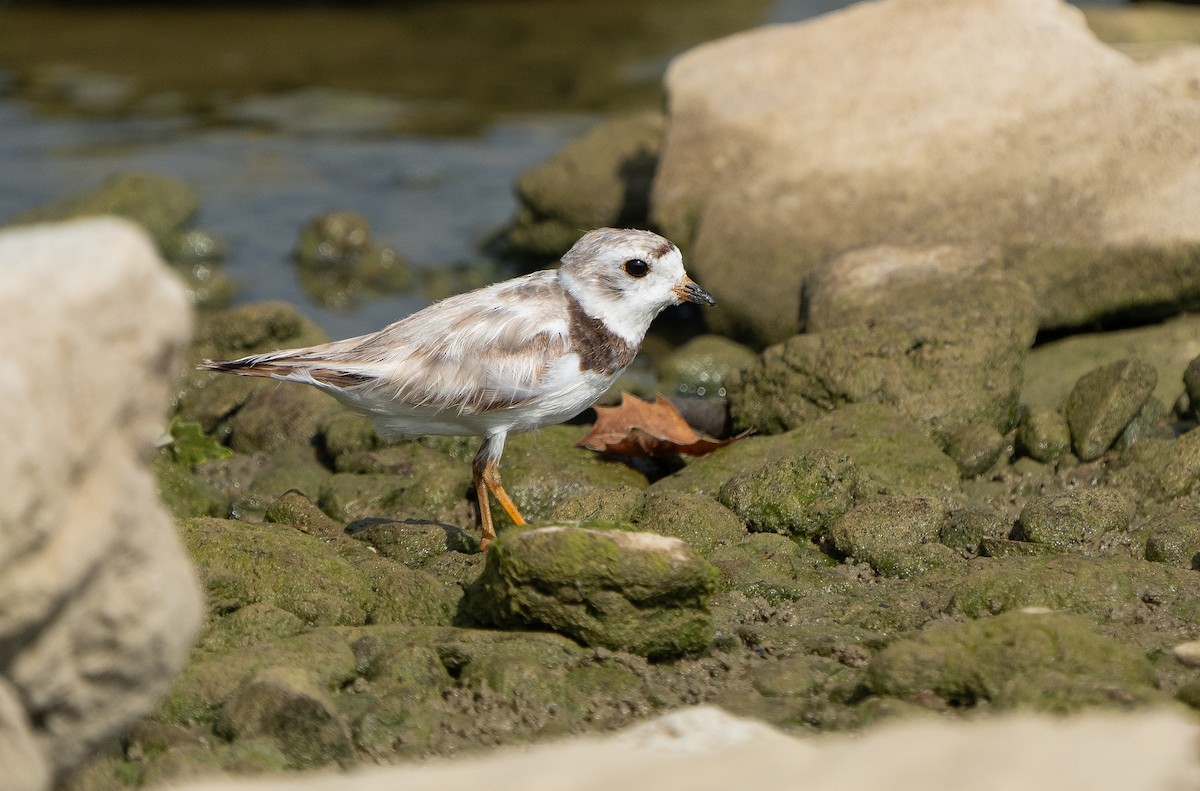 Piping Plover - ML622051288