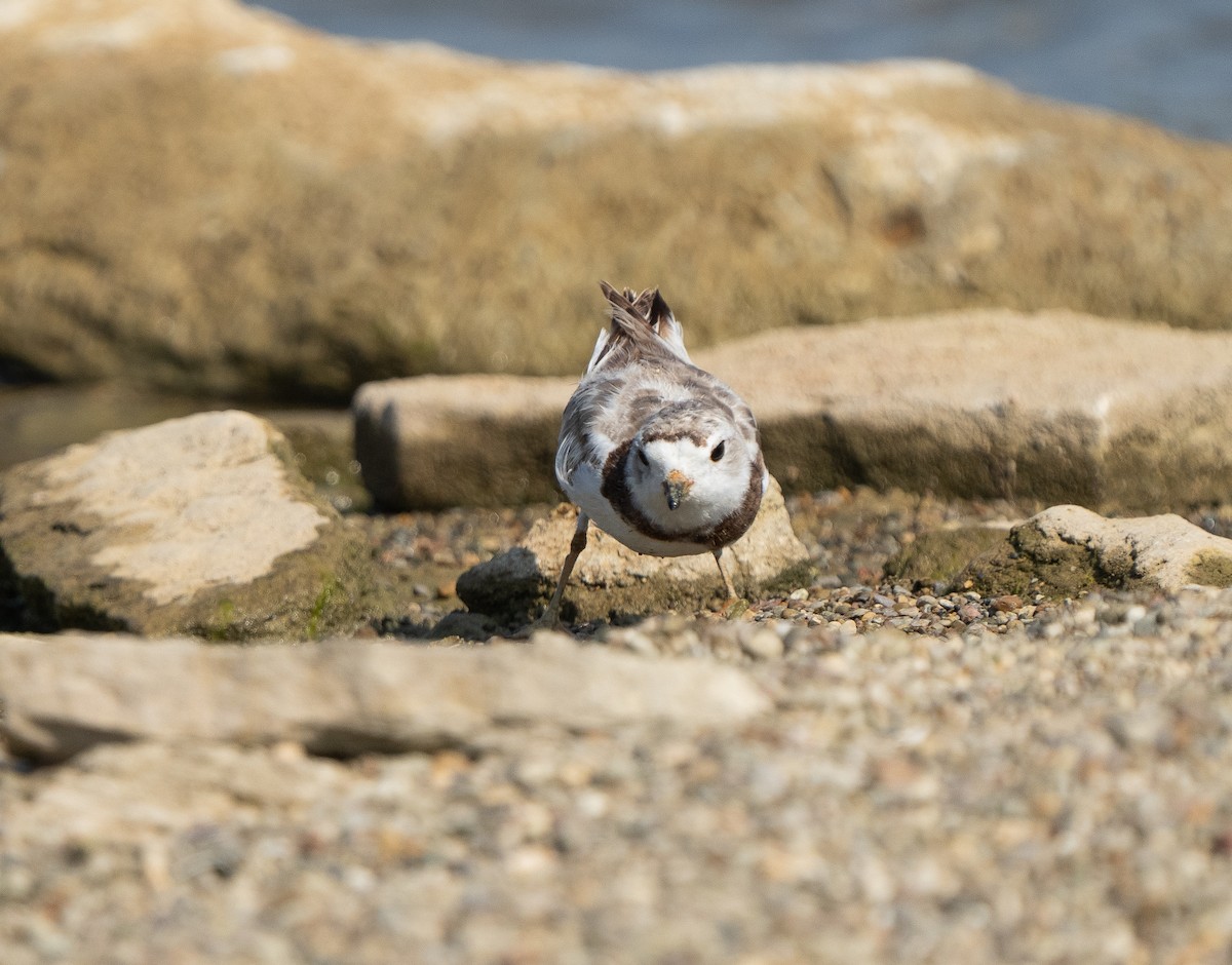 Piping Plover - ML622051289