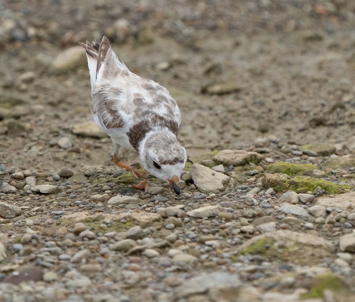 Piping Plover - Jim Crumpler