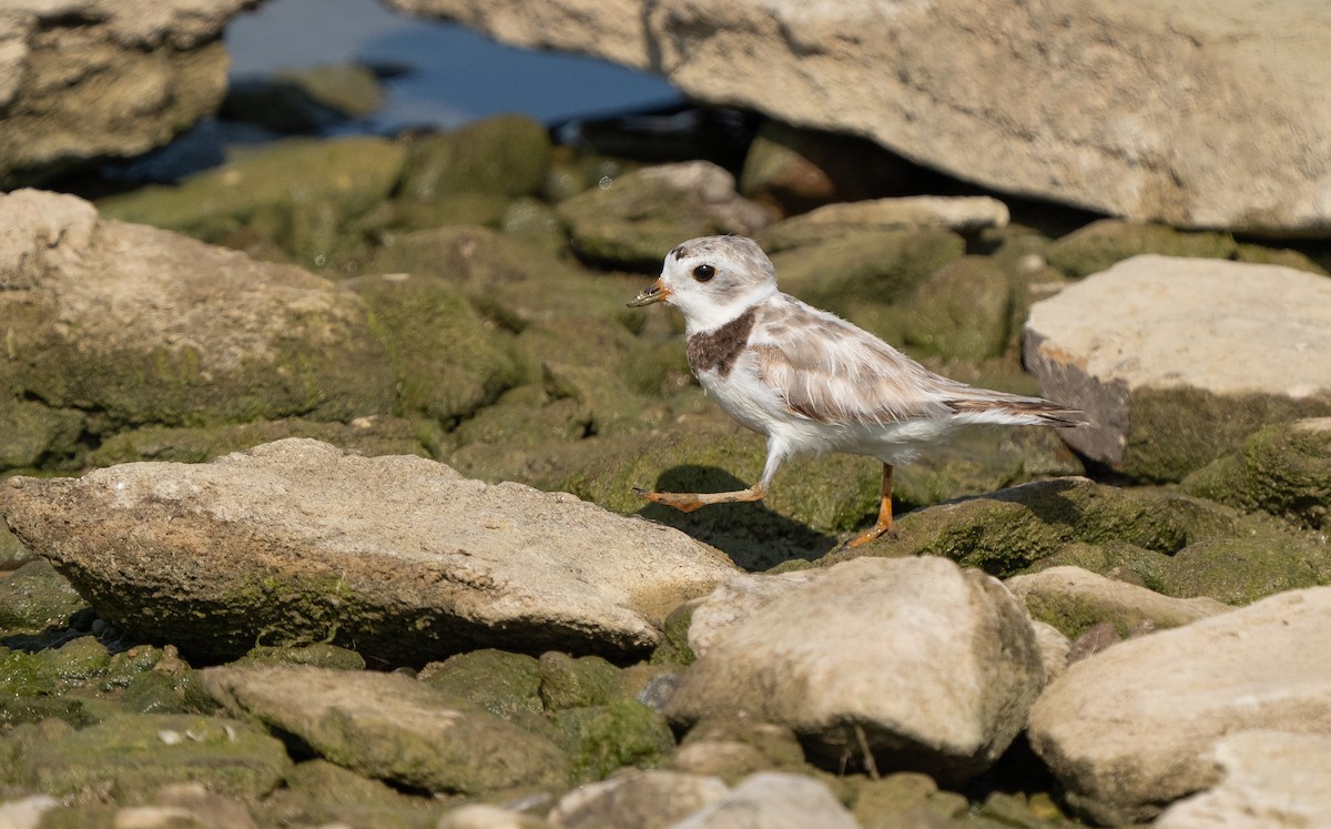 Piping Plover - ML622051291