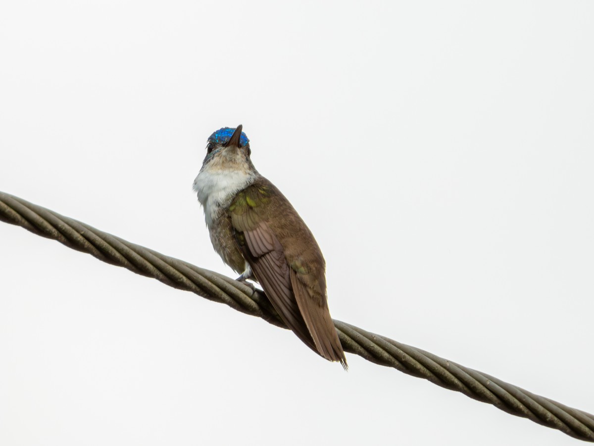 Azure-crowned Hummingbird - ML622051292