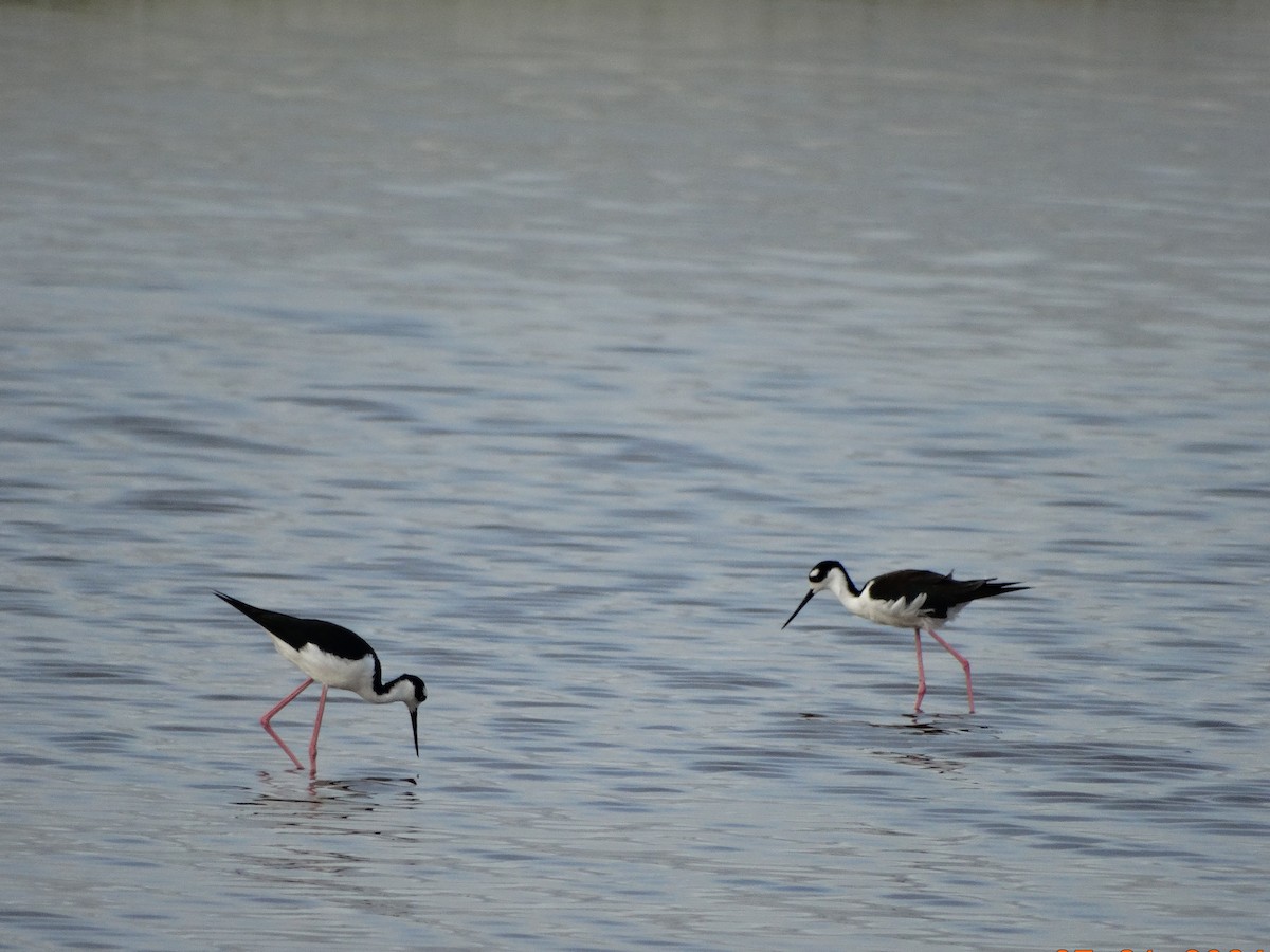 Black-necked Stilt - ML622051297