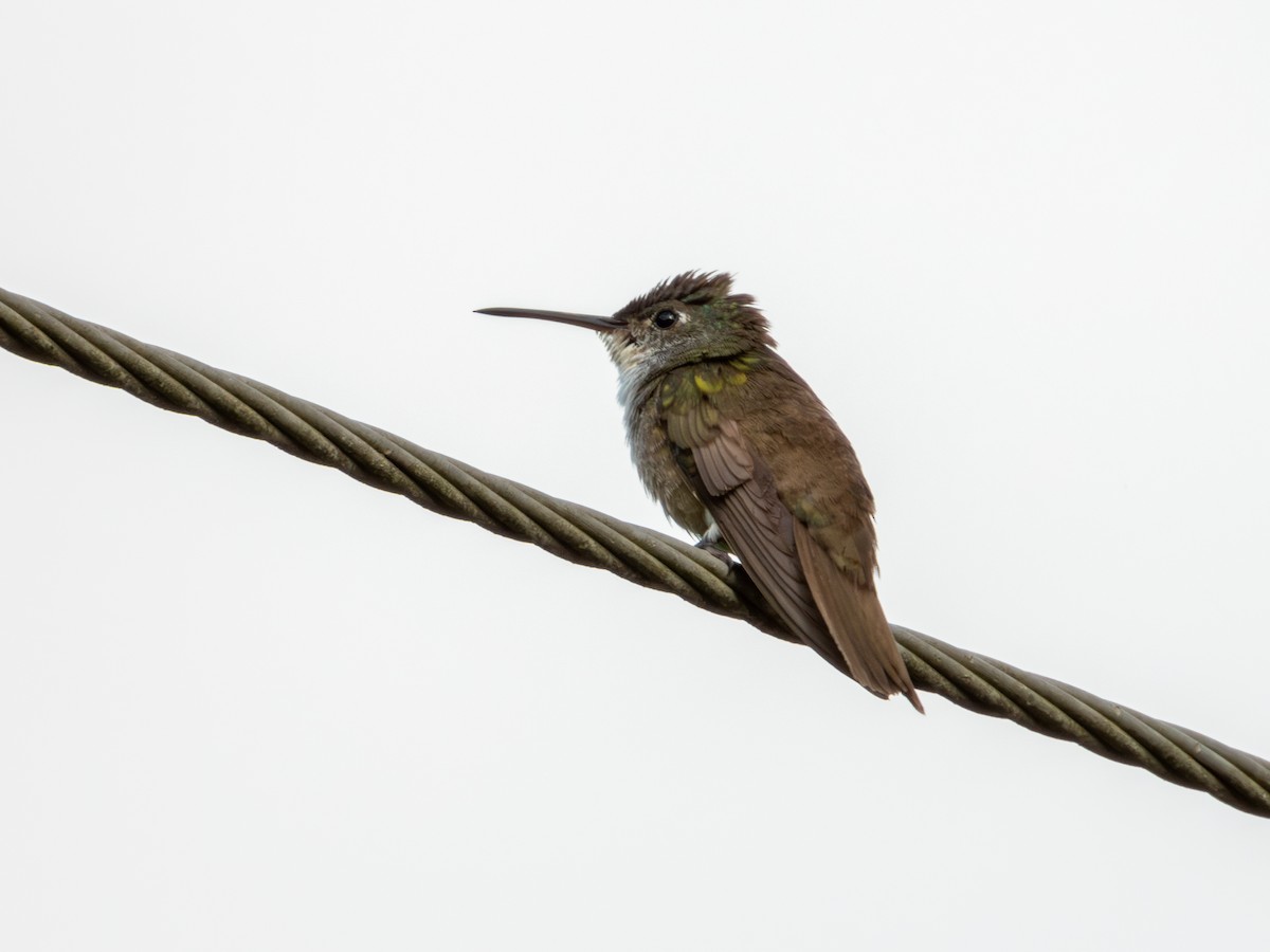 Azure-crowned Hummingbird - ML622051299