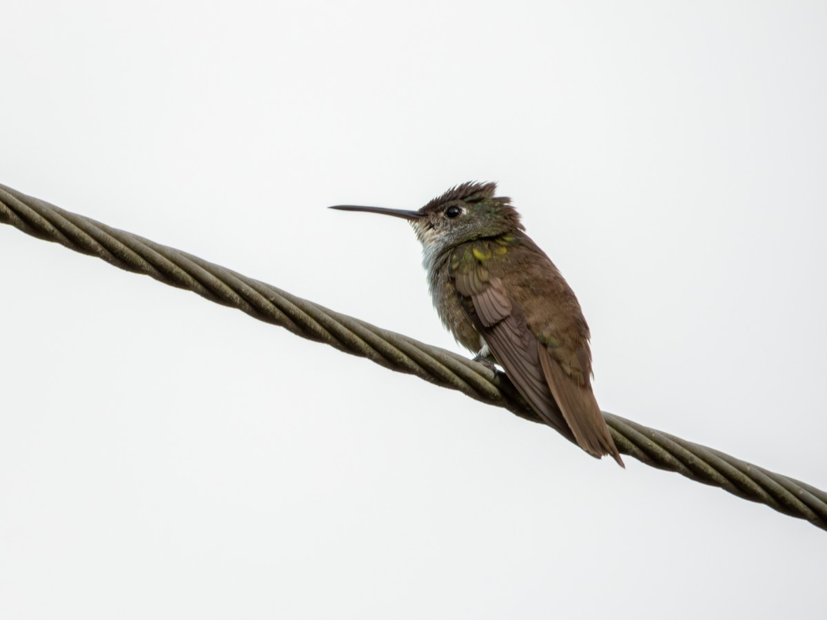 Azure-crowned Hummingbird - ML622051300