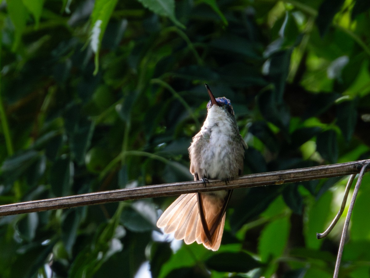 Azure-crowned Hummingbird - ML622051302