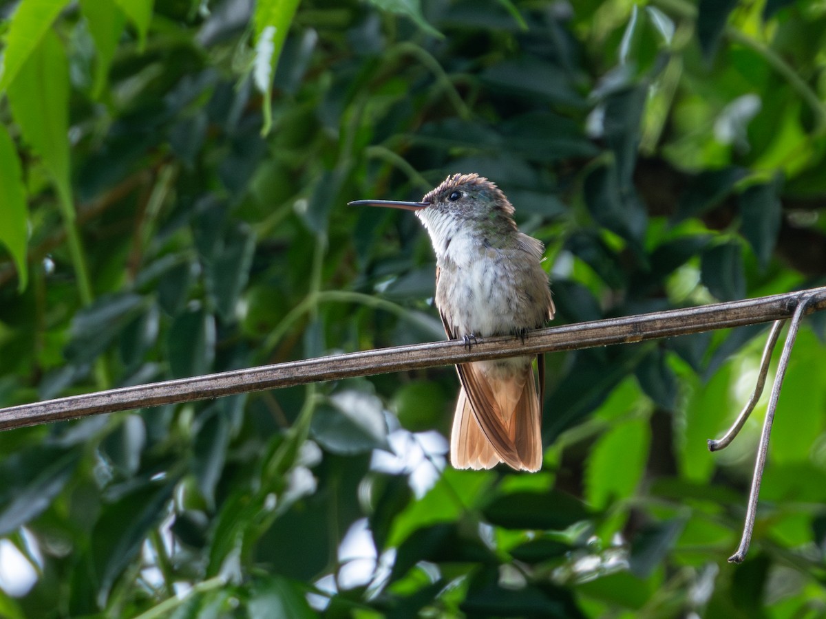 Azure-crowned Hummingbird - ML622051310